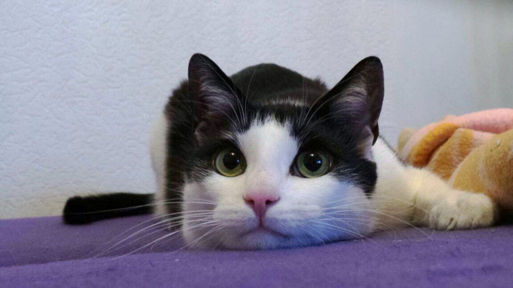 Światowy Dzień Kota