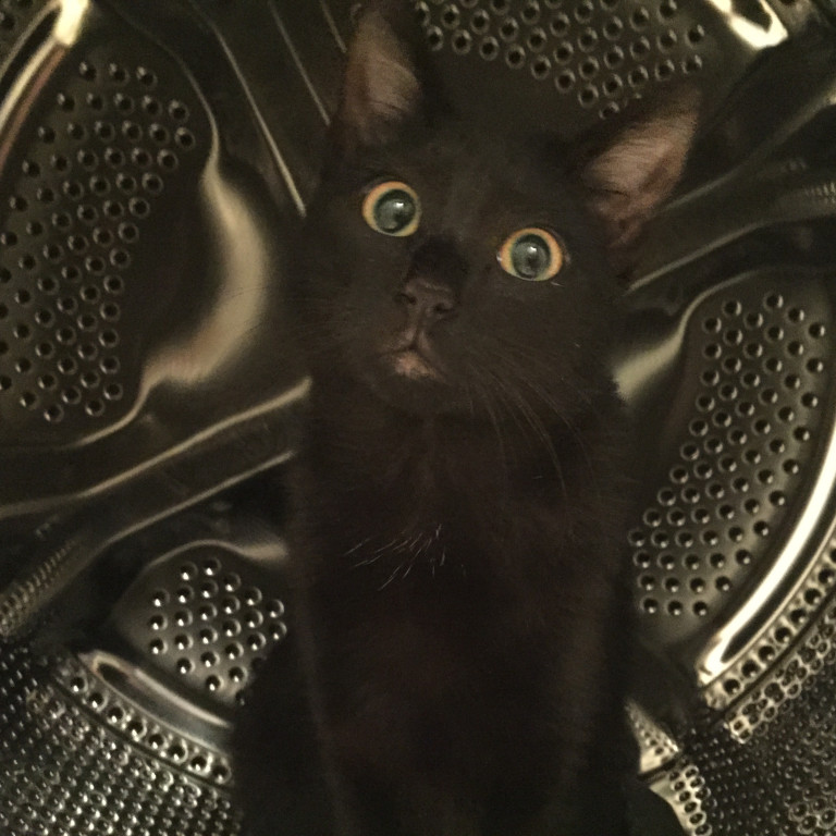 Światowy Dzień Kota