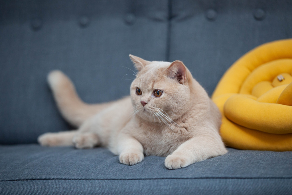 Światowy Dzień Kota