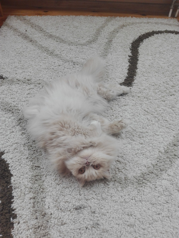 Światowy Dzień Kota