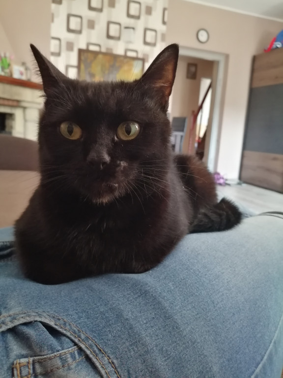 Światowy Dzień Kota