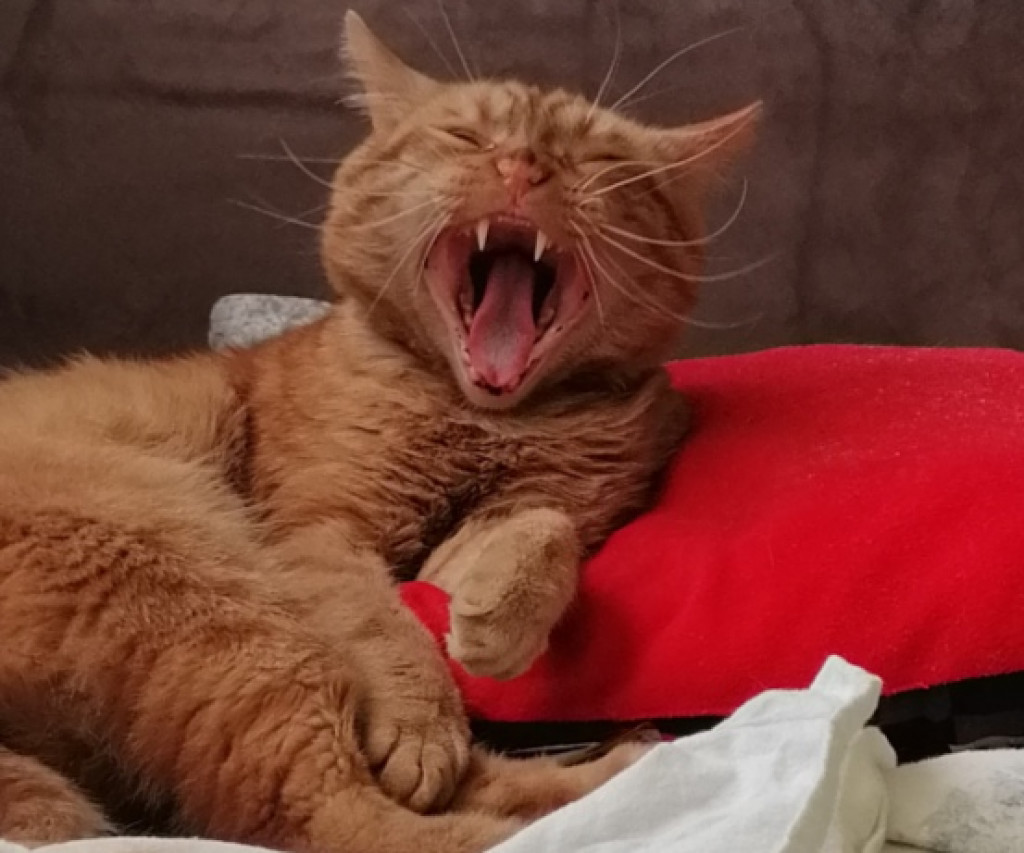 Światowy Dzień Kota