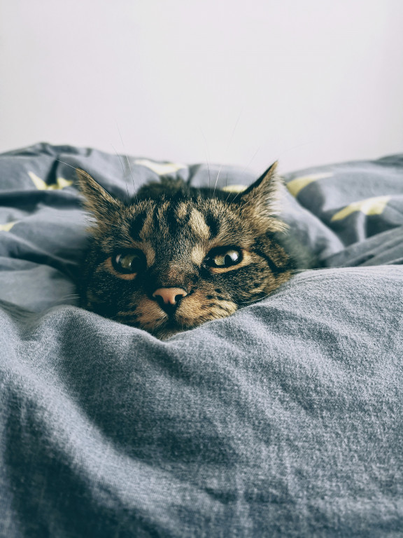 Światowy Dzień Kota