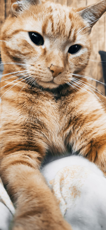 Światowy Dzień Kota