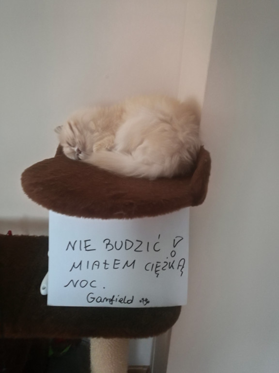 Światowy Dzień Kota