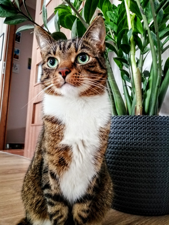 Światowy Dzień Kota