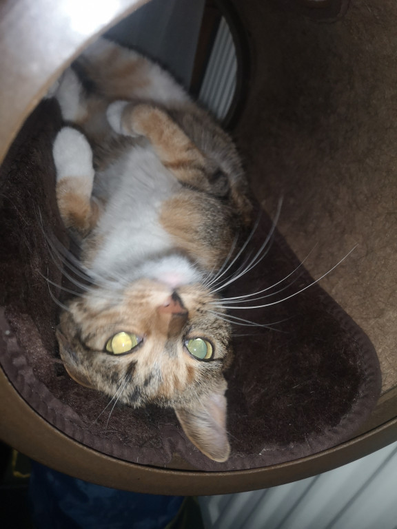 Światowy Dzień Kota