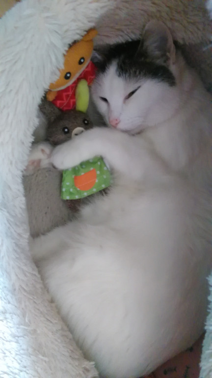 Światowy Dzień Kota