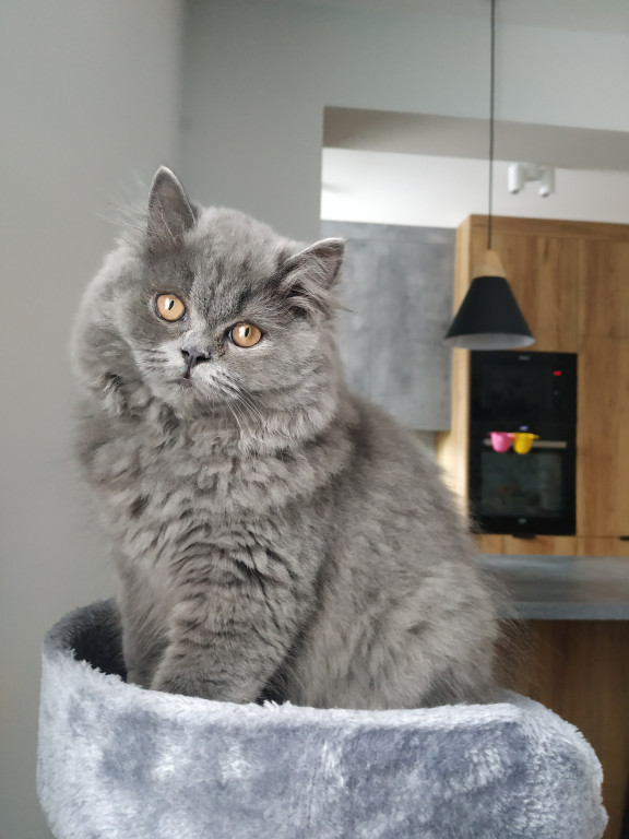 Światowy Dzień Kota