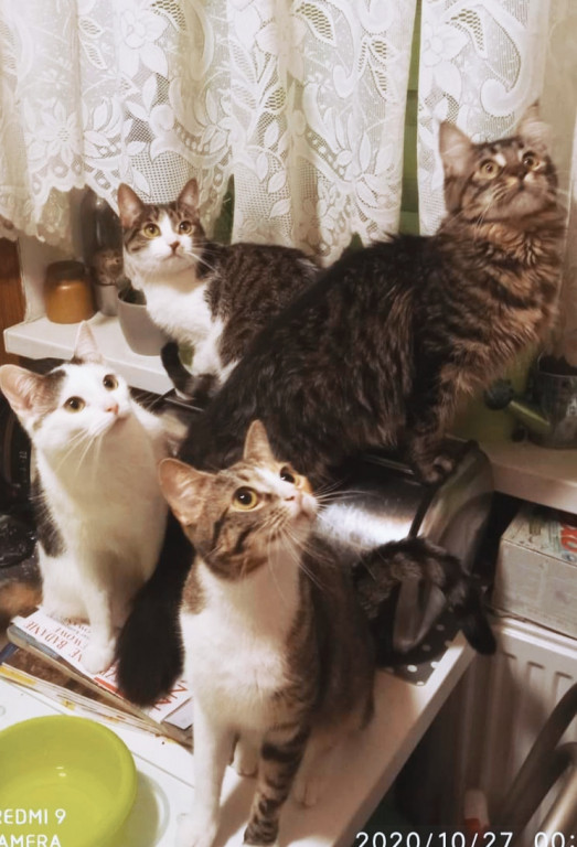 Światowy Dzień Kota