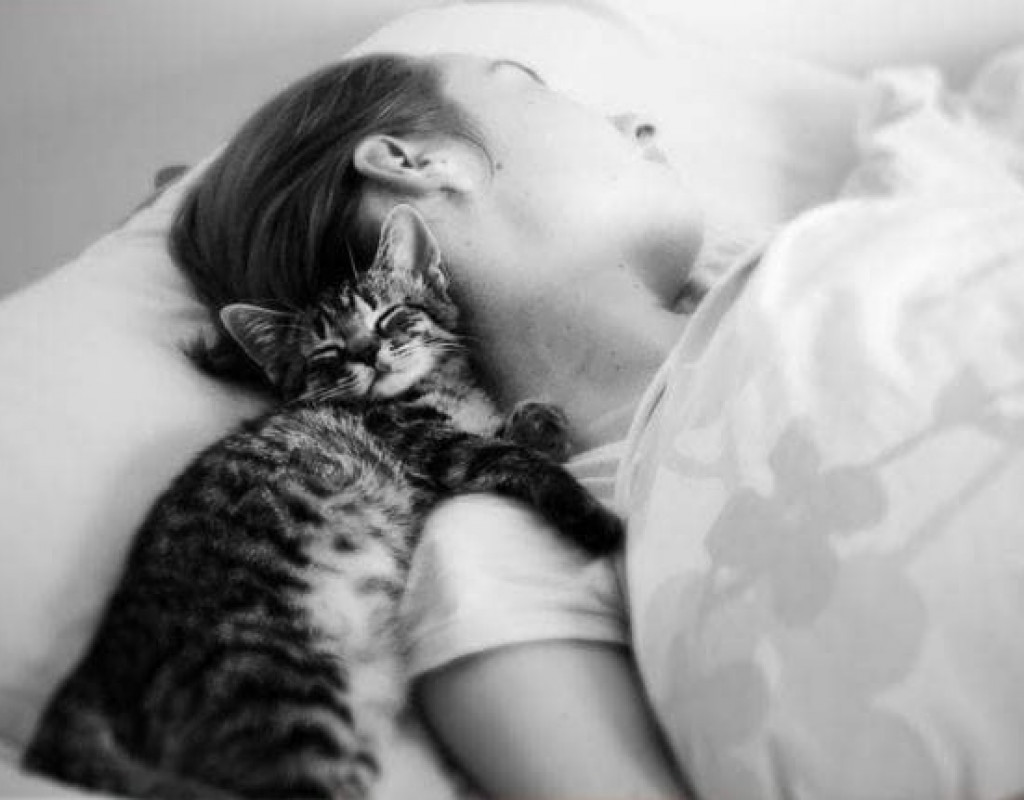 Światowy Dzień Kota