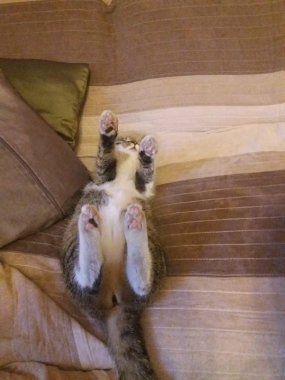 Światowy Dzień Kota