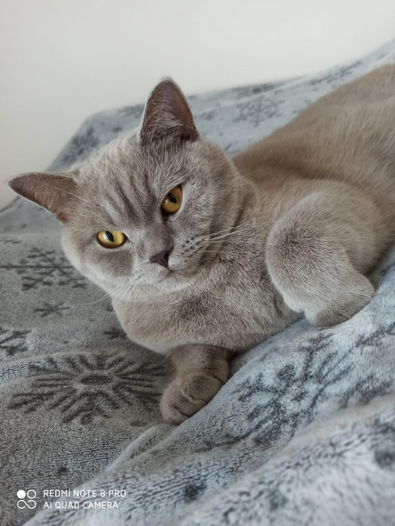 Światowy Dzień Kota