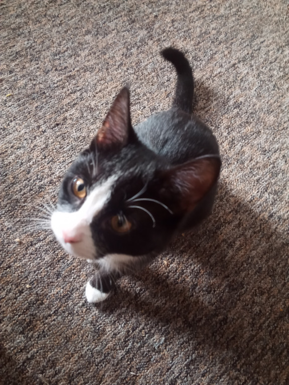 Światowy Dzień Kota