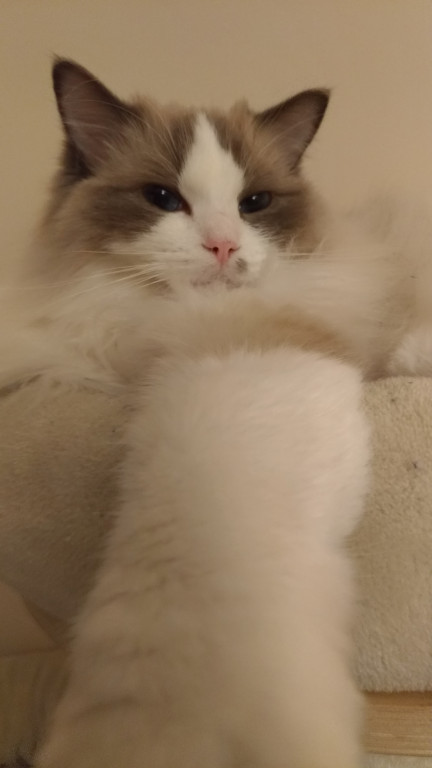 Światowy Dzień Kota