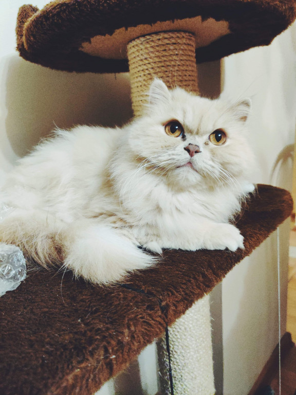 Światowy Dzień Kota