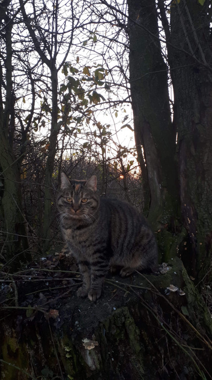 Światowy Dzień Kota