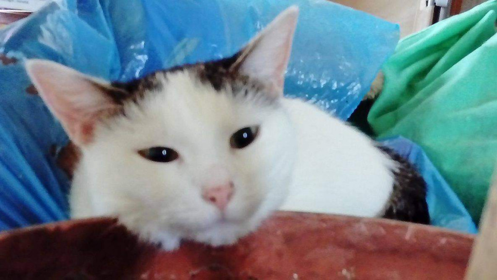 Światowy Dzień Kota