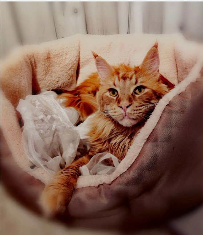 Światowy Dzień Kota