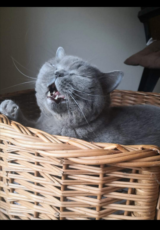 Światowy Dzień Kota