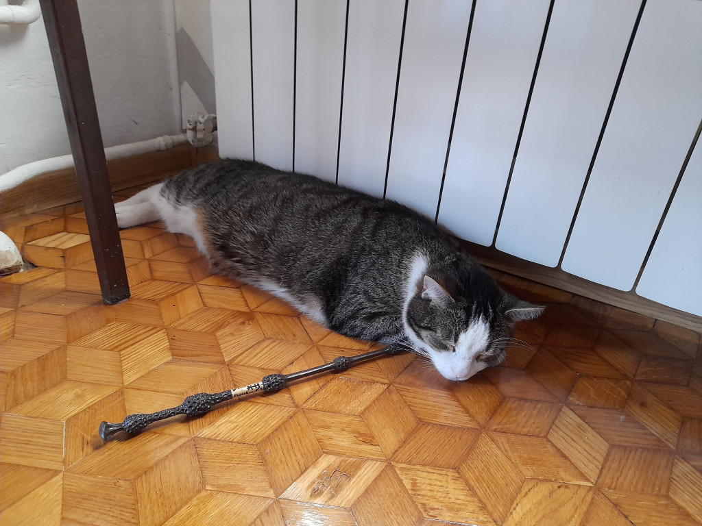 Światowy Dzień Kota