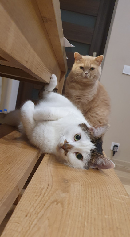 Światowy Dzień Kota