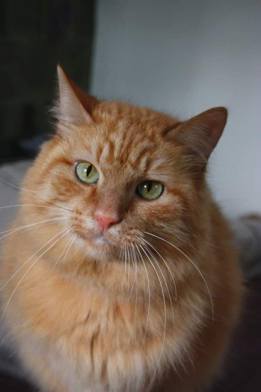 Światowy Dzień Kota