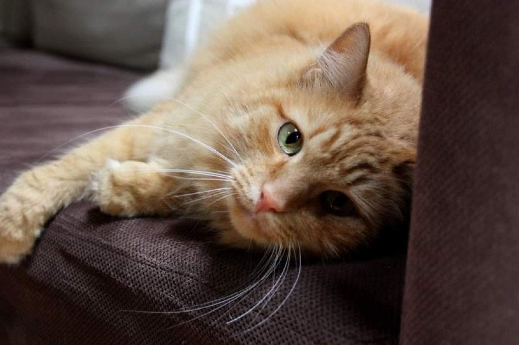 Światowy Dzień Kota