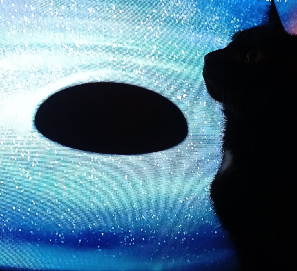 Światowy Dzień Kota