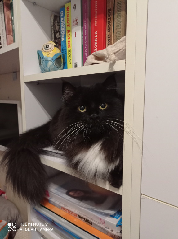 Światowy Dzień Kota