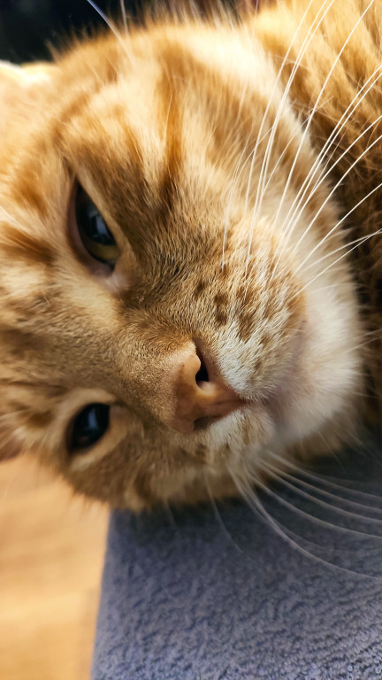 Światowy Dzień Kota