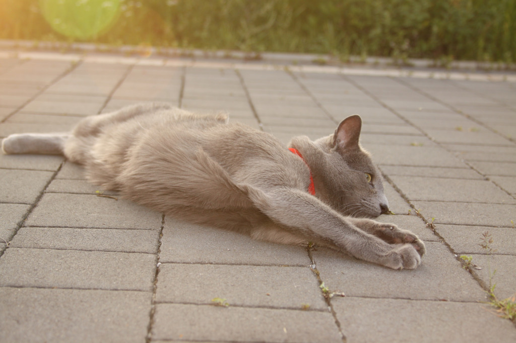 Światowy Dzień Kota