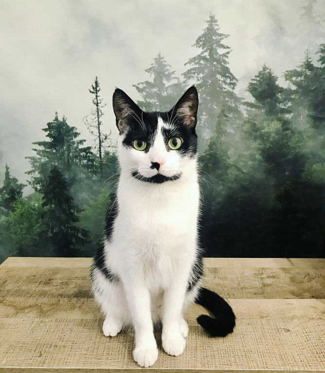 Światowy Dzień Kota