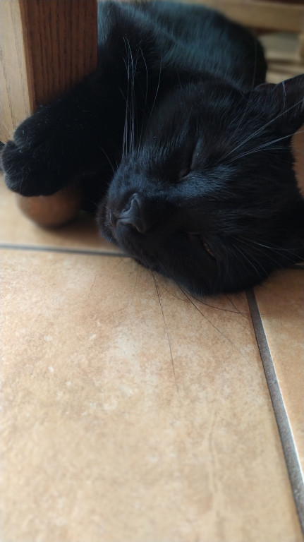 Światowy Dzień Kota