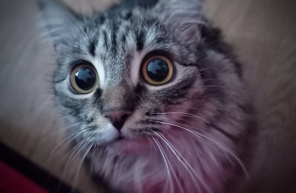 Światowy Dzień Kota