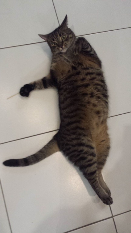 Światowy Dzień Kota