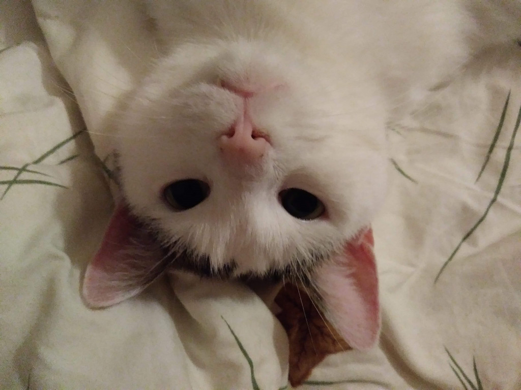 Światowy Dzień Kota