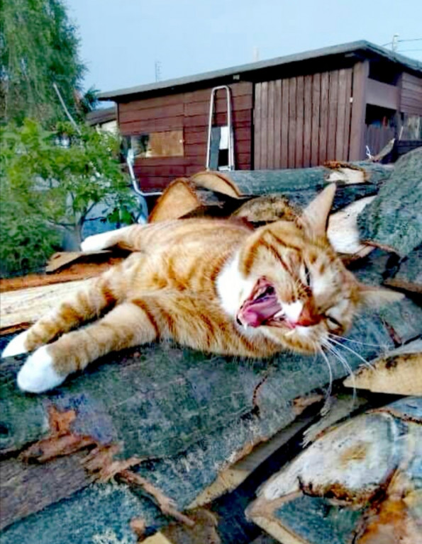 Światowy Dzień Kota