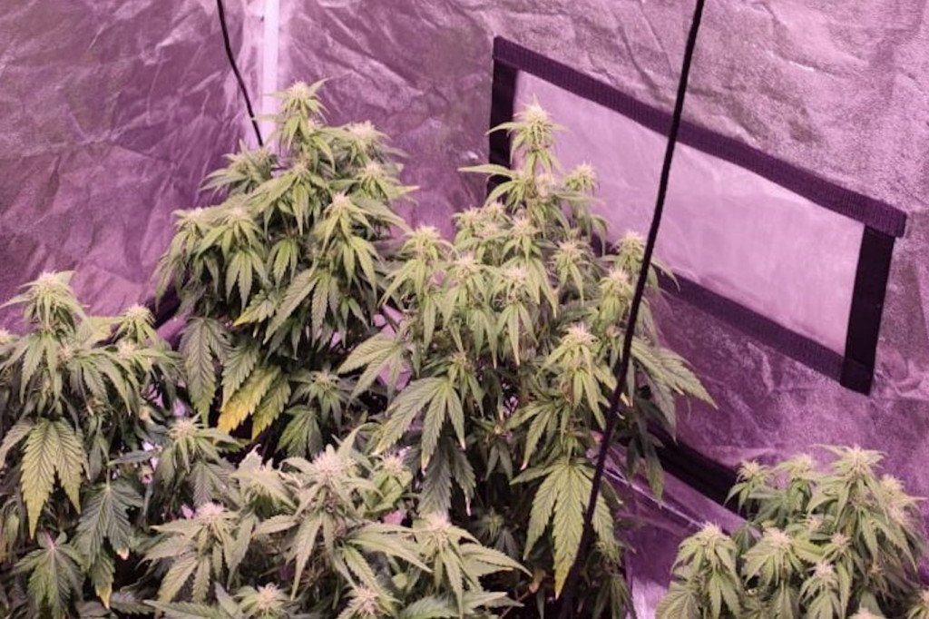 Plantacja konopi w garażu