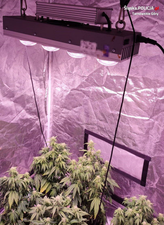 Plantacja konopi w garażu