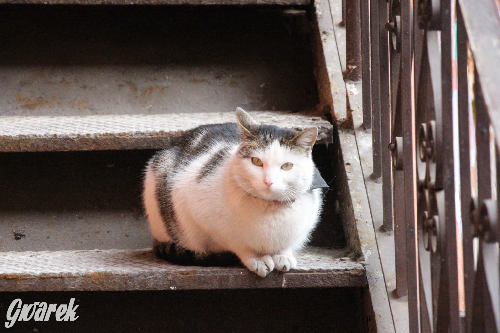 Mają jaja i nie tylko. Jarmark wielkanocny w Starej Stajni u Wojtachy