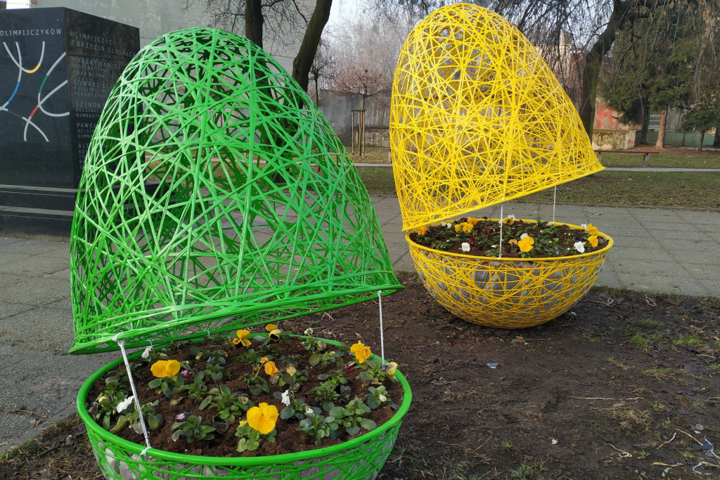 Jaja pod urzędem miasta. I nie tylko tam