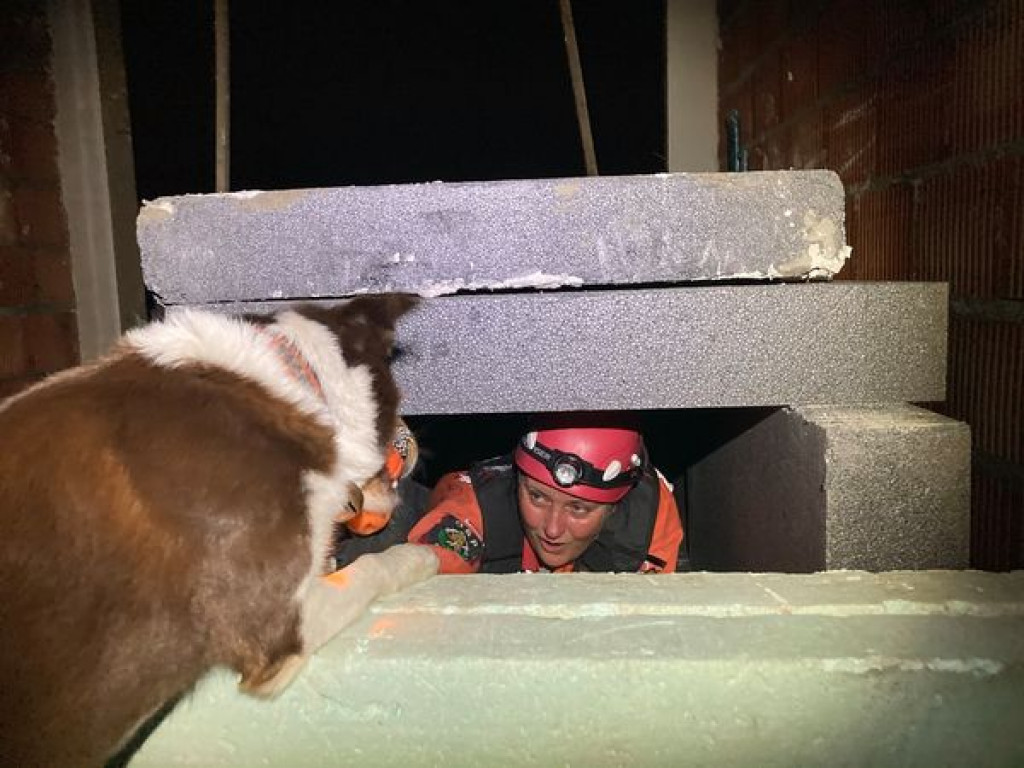 Psy i przewodnicy pokazali, że szukać potrafią