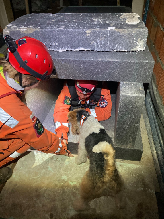 Psy i przewodnicy pokazali, że szukać potrafią