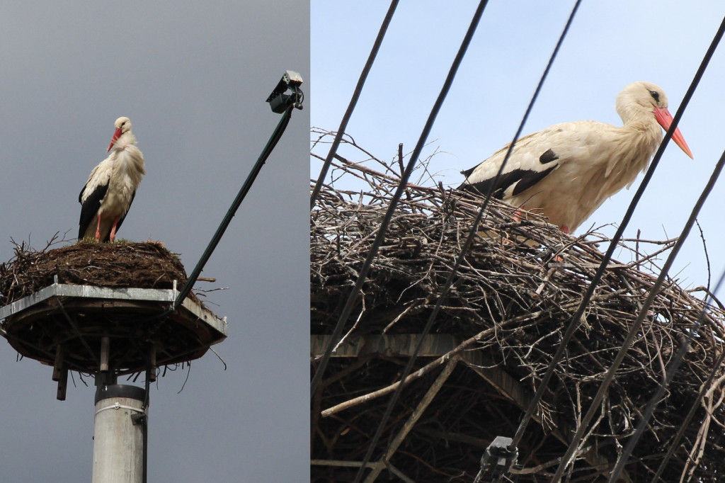 Bocianie love story. Gdzie w gniazdach są pary, gdzie jajka?