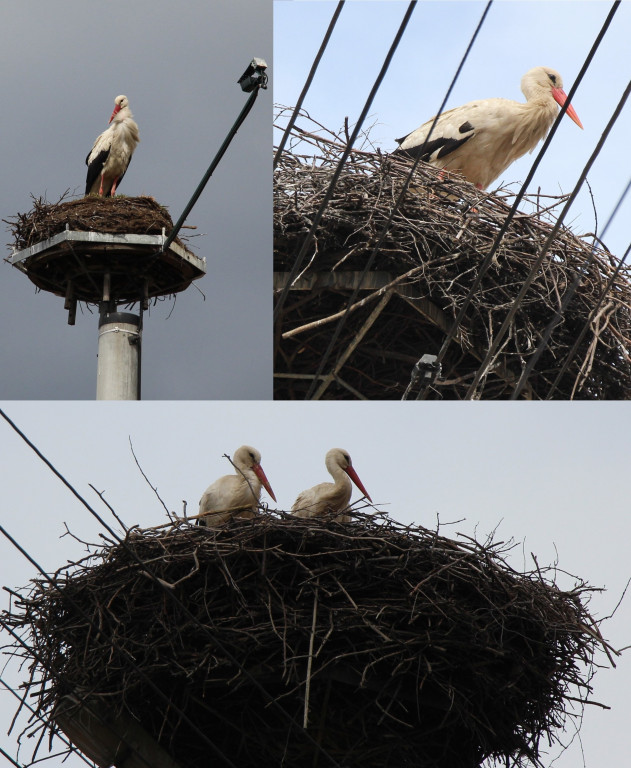 Bocianie love story. Gdzie w gniazdach są pary, gdzie jajka?