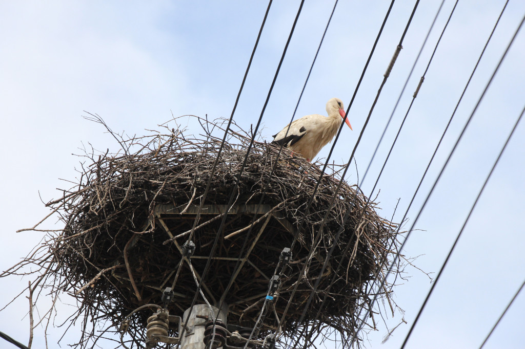 Bocianie love story. Gdzie w gniazdach są pary, gdzie jajka?