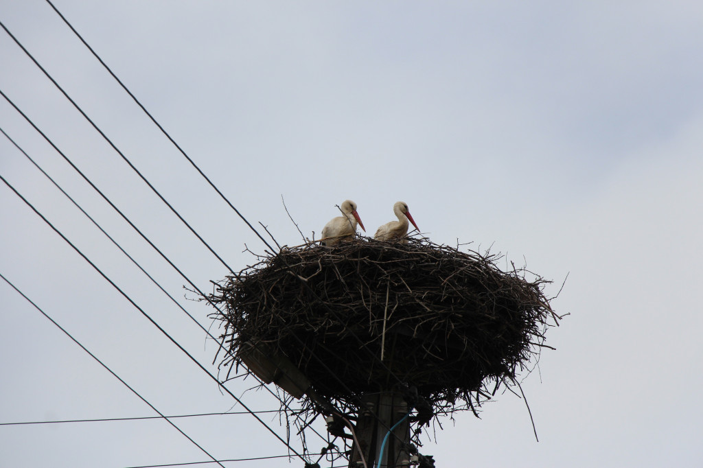 Bocianie love story. Gdzie w gniazdach są pary, gdzie jajka?