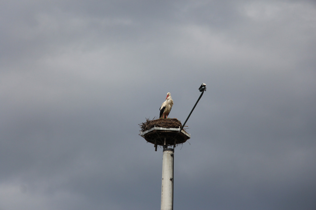Bocianie love story. Gdzie w gniazdach są pary, gdzie jajka?