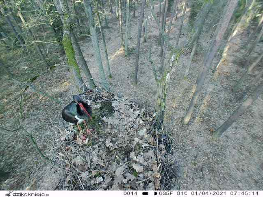 Bocianie love story. Gdzie w gniazdach są pary, gdzie jajka?